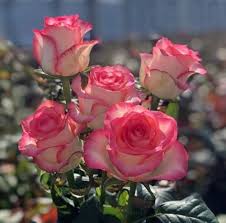 Dutch Rose Plants